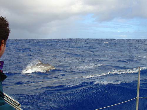 05-caraibi-in-barca-vela-delfini