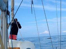 Le balene!! 2 balenottere azzurre ci tagliano la strada!