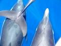 delfini isole pontine